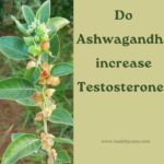 Do ashwagandha increase testosterone Healthy Cura
