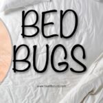 Everything You Need to Know About Bed Bug Bites Healthy Cura