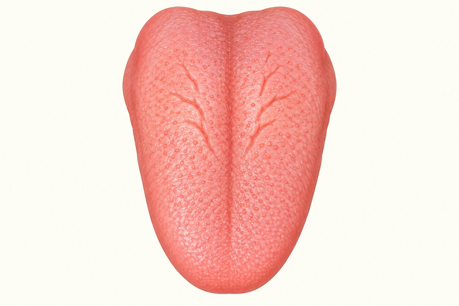 Simplified pink tongue model with a shallow central groove and short branching furrows